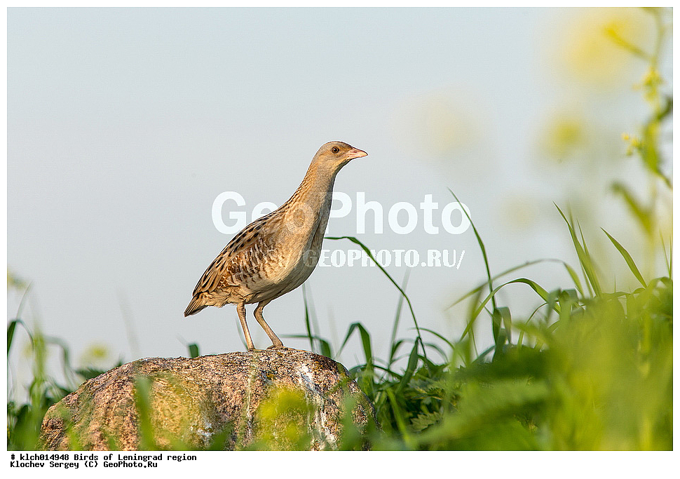 �����, ������������� �������, ����� ���������, ���������, ��������, ��������, �����, �����, ��������, �����������, XYZ, �����������, Rallidae, ������, Crex crex