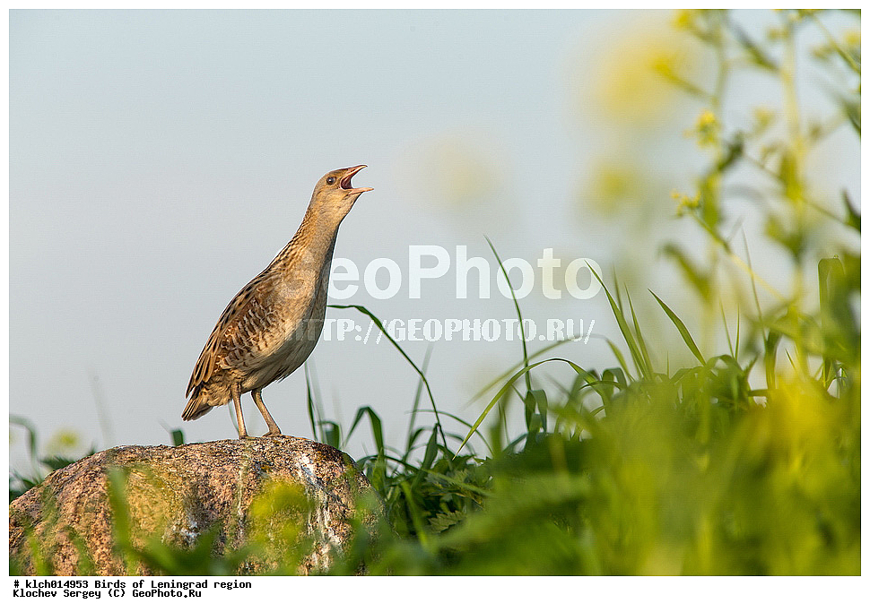 �����, ������������� �������, ����� ���������, ���������, ��������, ��������, �����, �����, ��������, �����������, XYZ, �����������, Rallidae, ������, Crex crex