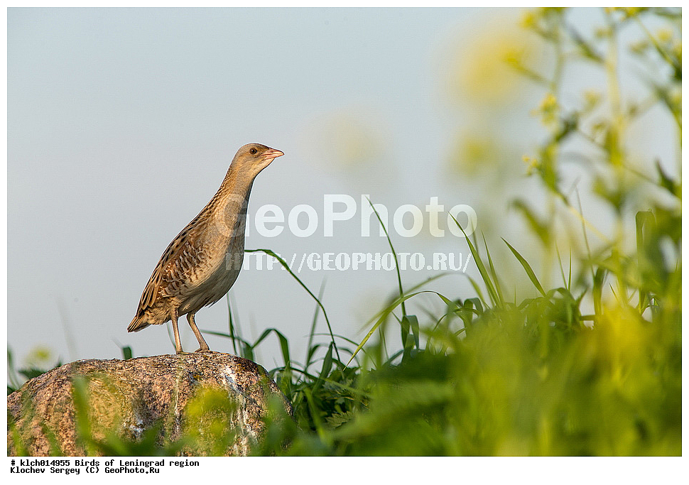 �����, ������������� �������, ����� ���������, ���������, ��������, ��������, �����, �����, ��������, �����������, XYZ, �����������, Rallidae, ������, Crex crex