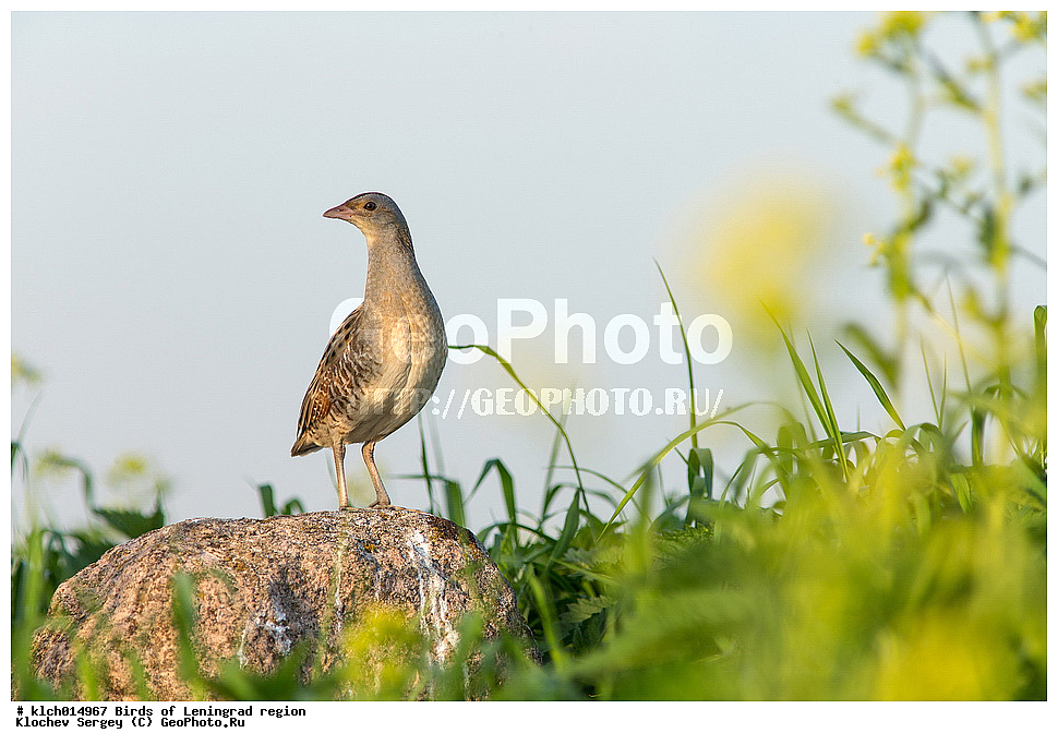  ��������, ��������, �����, �����, ��������, ����������� XYZ, ������������� �������, �����������, Rallidae, ���������, ������, Crex crex