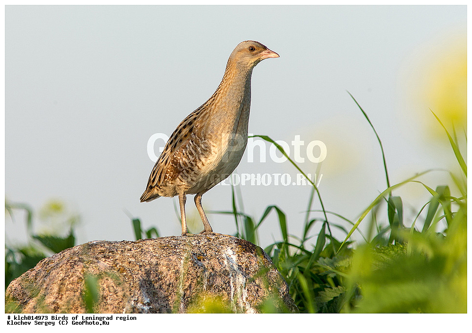 �����, ������������� �������, ����� ���������, ���������, ��������, ��������, �����, �����, ��������, �����������, XYZ, �����������, Rallidae, ������, Crex crex