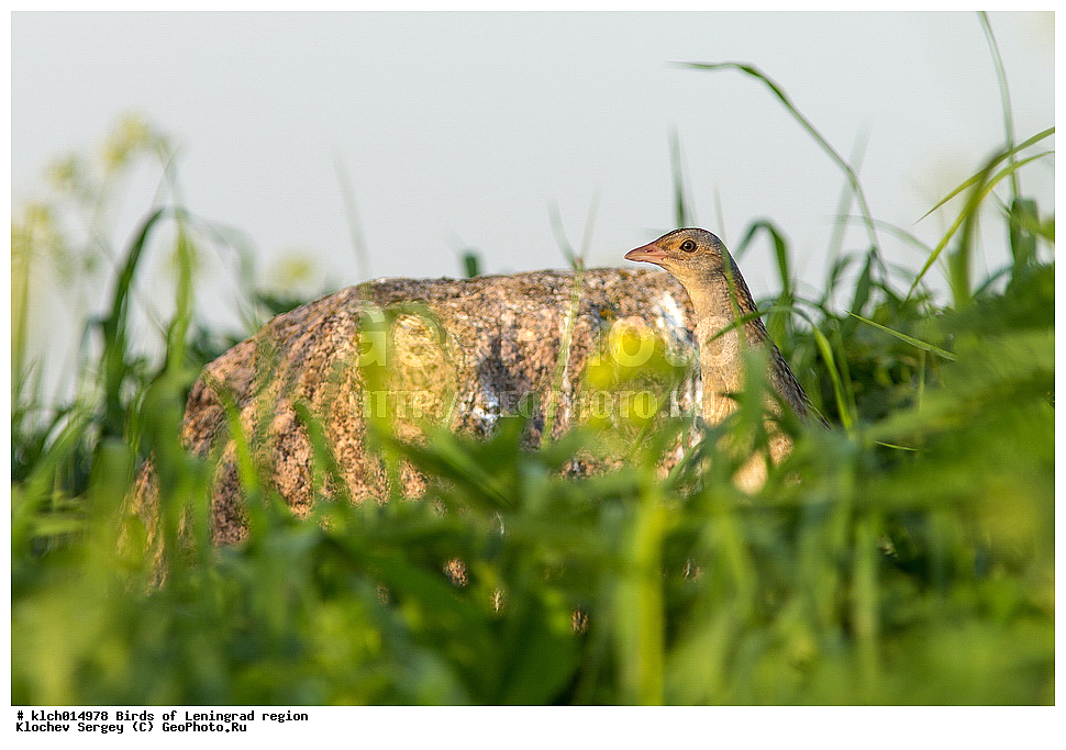  ��������, ��������, �����, �����, ��������, ����������� XYZ, ������������� �������, �����������, Rallidae, ���������, ������, Crex crex