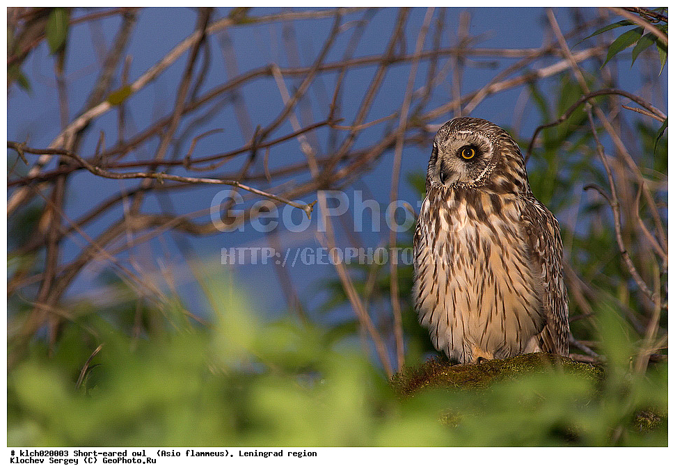 �������� ����, Asio flammeus,  ������������� �������, �����, ������, �������, ��������, ��������, �����, �����, ��������, �����������, XYZ, �������, ��������� ����, Strigidae