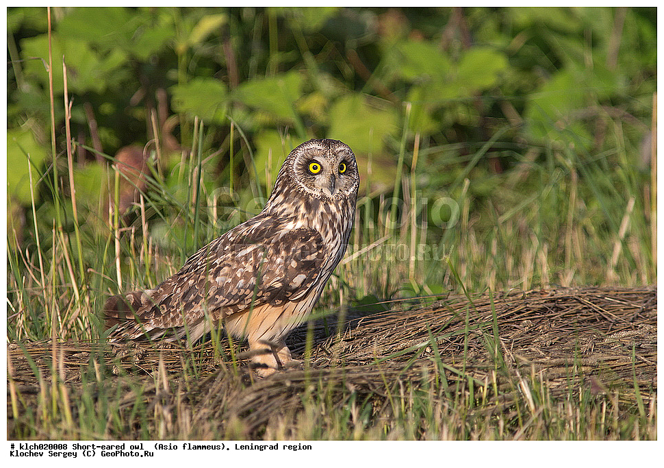 �������� ����, Asio flammeus,  ������������� �������, �����, ������, �������, ��������, ��������, �����, �����, ��������, �����������, XYZ, �������, ��������� ����, Strigidae