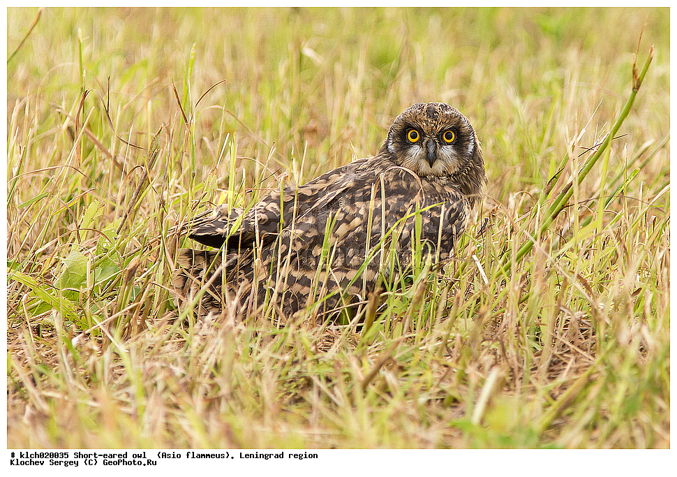 �������� ����, Asio flammeus,  ������������� �������, �����, ������, �������, ��������, ��������, �����, �����, ��������, �����������, XYZ, �������, ��������� ����, Strigidae