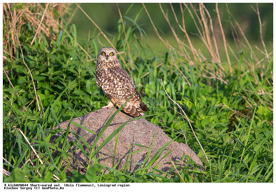 �������� ����, Asio flammeus,  ������������� �������, �����, ������, �������, ��������, ��������, �����, �����, ��������, �����������, XYZ, �������, ��������� ����, Strigidae