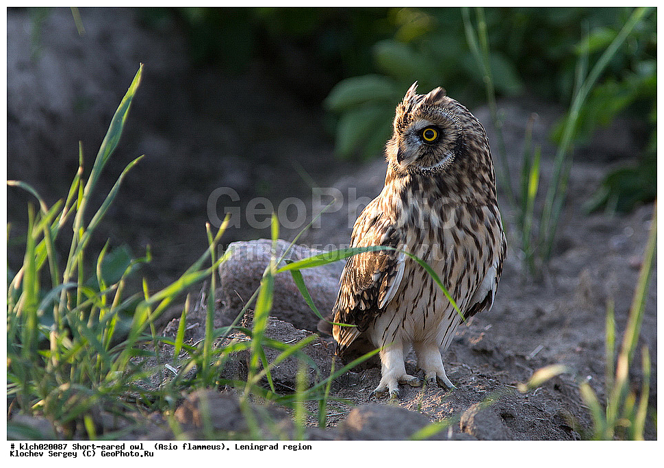 �������� ����, Asio flammeus,  ������������� �������, �����, ������, �������, ��������, ��������, �����, �����, ��������, �����������, XYZ, �������, ��������� ����, Strigidae