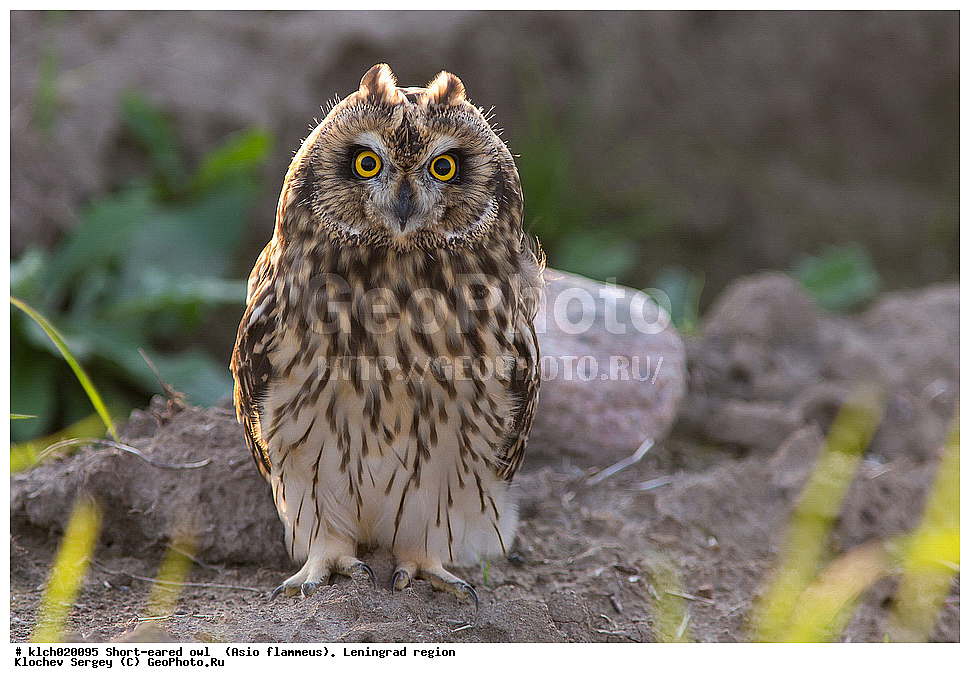 �������� ����, Asio flammeus,  ������������� �������, �����, ������, �������, ��������, ��������, �����, �����, ��������, �����������, XYZ, �������, ��������� ����, Strigidae