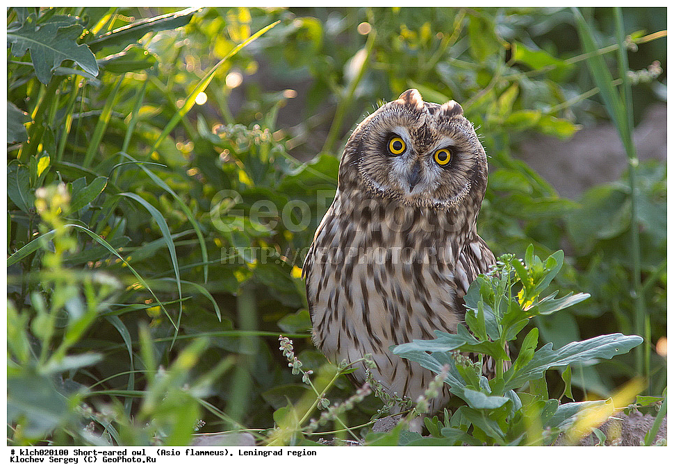 �������� ����, Asio flammeus,  ������������� �������, �����, ������, �������, ��������, ��������, �����, �����, ��������, �����������, XYZ, �������, ��������� ����, Strigidae