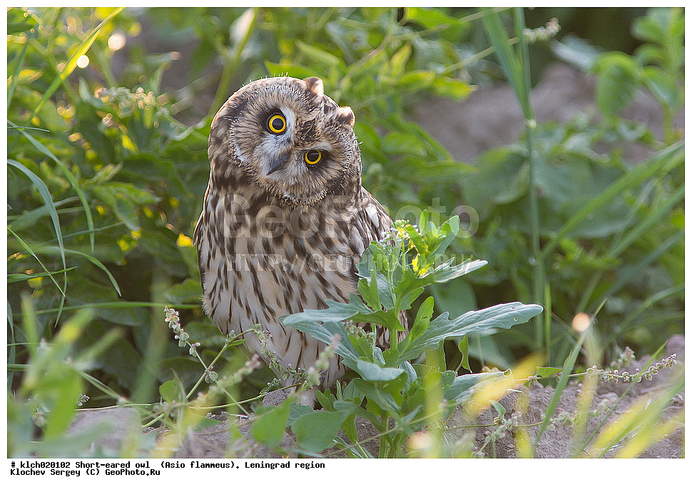 �������� ����, Asio flammeus,  ������������� �������, �����, ������, �������, ��������, ��������, �����, �����, ��������, �����������, XYZ, �������, ��������� ����, Strigidae