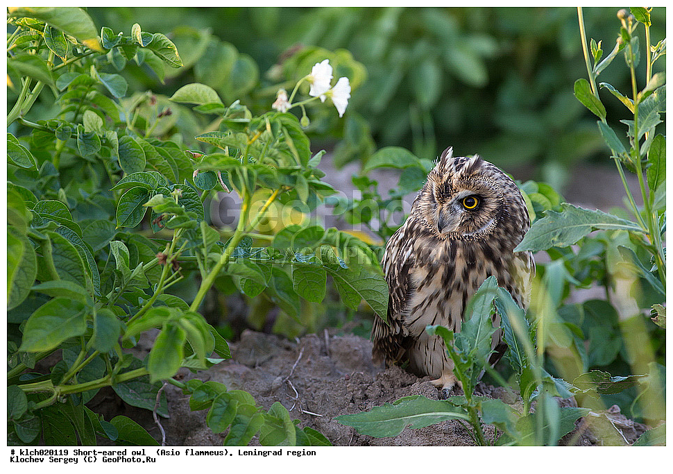 �������� ����, Asio flammeus,  ������������� �������, �����, ������, �������, ��������, ��������, �����, �����, ��������, �����������, XYZ, �������, ��������� ����, Strigidae