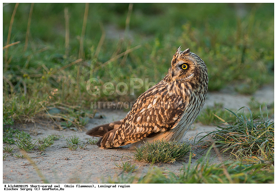 �������� ����, Asio flammeus,  ������������� �������, �����, ������, �������, ��������, ��������, �����, �����, ��������, �����������, XYZ, �������, ��������� ����, Strigidae