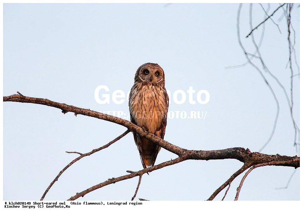 �������� ����, Asio flammeus,  ������������� �������, �����, ������, �������, ��������, ��������, �����, �����, ��������, �����������, XYZ, �������, ��������� ����, Strigidae