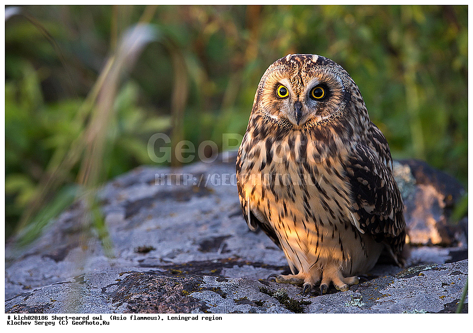 �������� ����, Asio flammeus,  ������������� �������, �����, ������, �������, ��������, ��������, �����, �����, ��������, �����������, XYZ, �������, ��������� ����, Strigidae