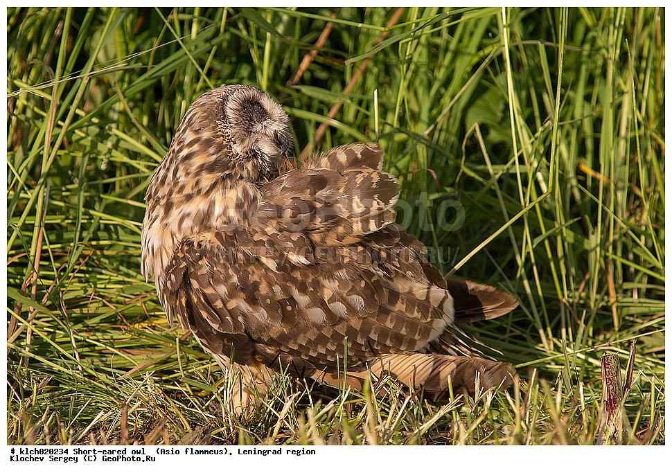 �������� ����, Asio flammeus,  ������������� �������, �����, ������, �������, ��������, ��������, �����, �����, ��������, �����������, XYZ, �������, ��������� ����, Strigidae