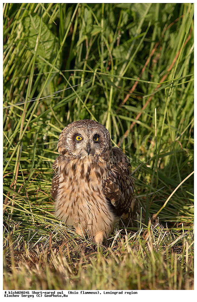 �������� ����, Asio flammeus,  ������������� �������, �����, ������, �������, ��������, ��������, �����, �����, ��������, �����������, XYZ, �������, ��������� ����, Strigidae