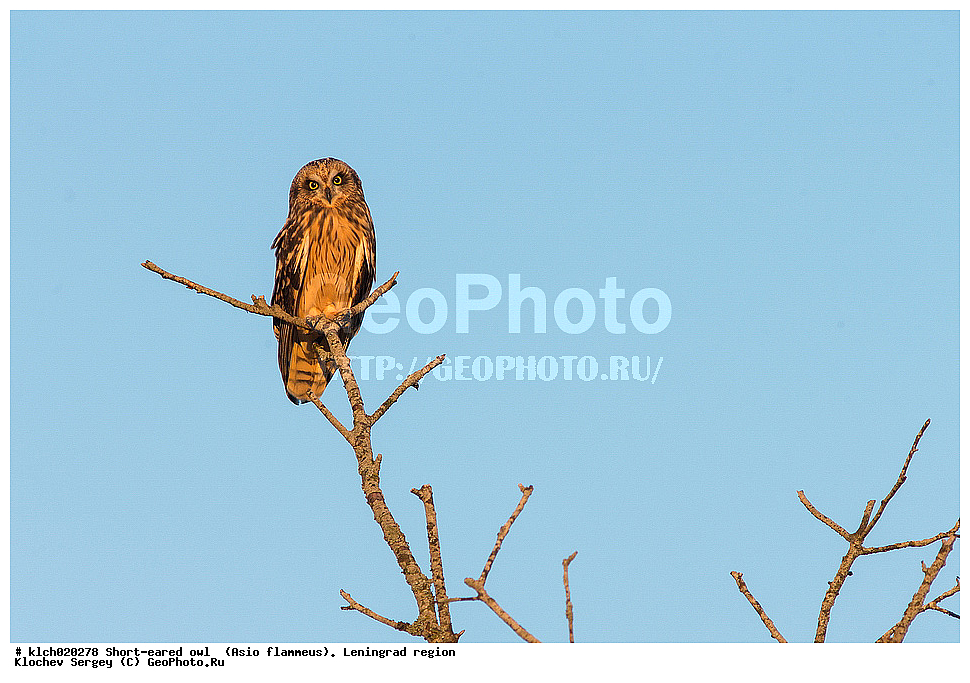 �������� ����, Asio flammeus,  ������������� �������, �����, ������, �������, ��������, ��������, �����, �����, ��������, �����������, XYZ, �������, ��������� ����, Strigidae