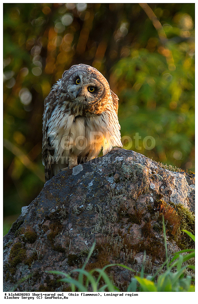 �������� ����, Asio flammeus,  ������������� �������, �����, ������, �������, ��������, ��������, �����, �����, ��������, �����������, XYZ, �������, ��������� ����, Strigidae