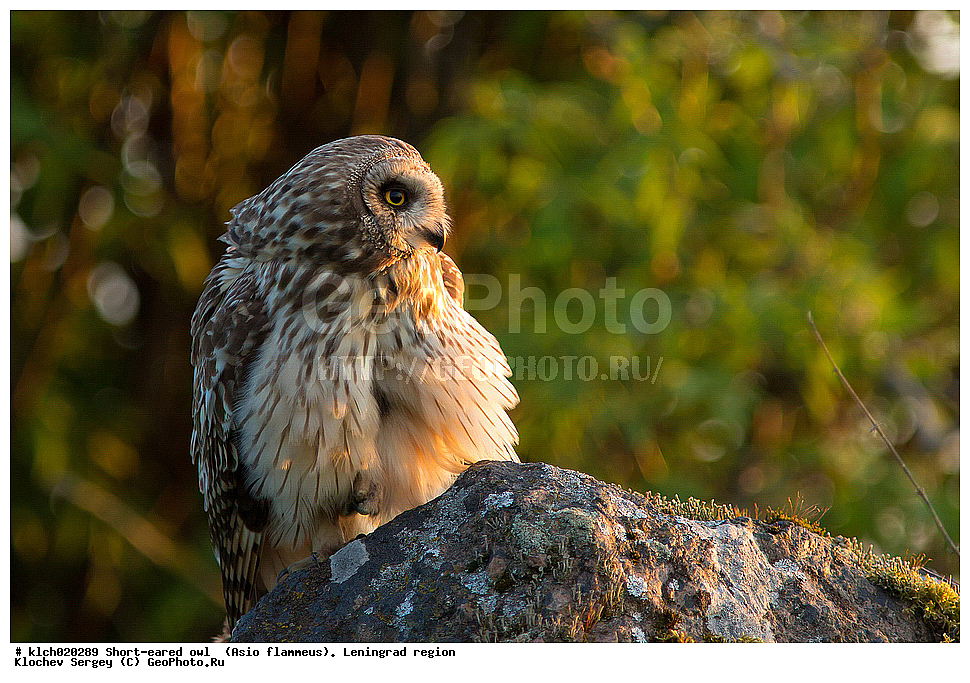 �������� ����, Asio flammeus,  ������������� �������, �����, ������, �������, ��������, ��������, �����, �����, ��������, �����������, XYZ, �������, ��������� ����, Strigidae