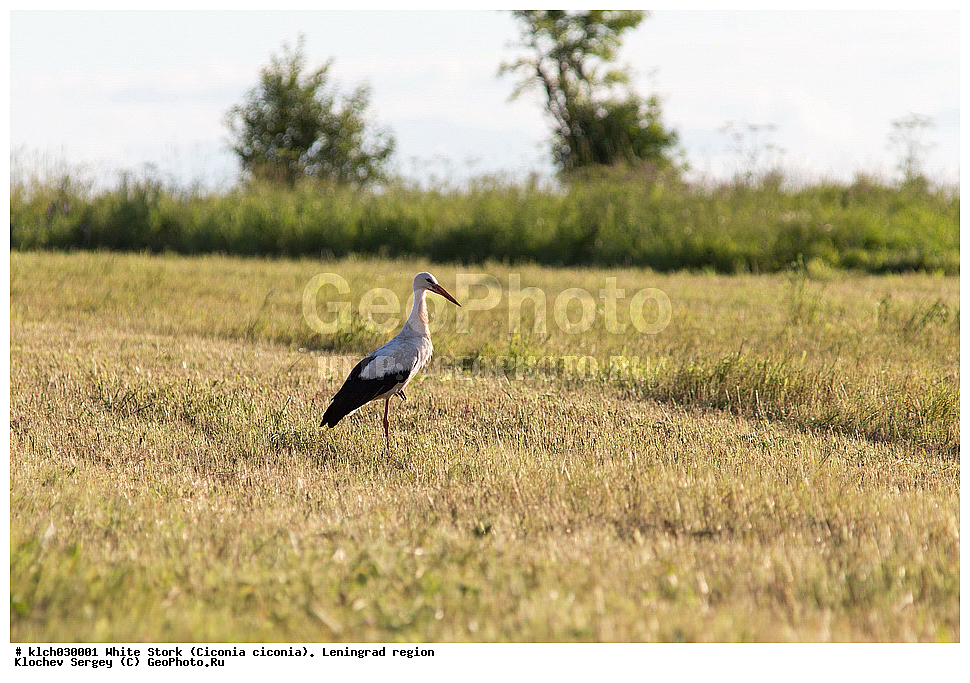 ����� ����,  ������������� �������, �����, ����� �����, ��������, ��������, �����, �����, ��������, �����������, XYZ, ��������, Ciconiidae, ����� ����, Ciconia ciconia