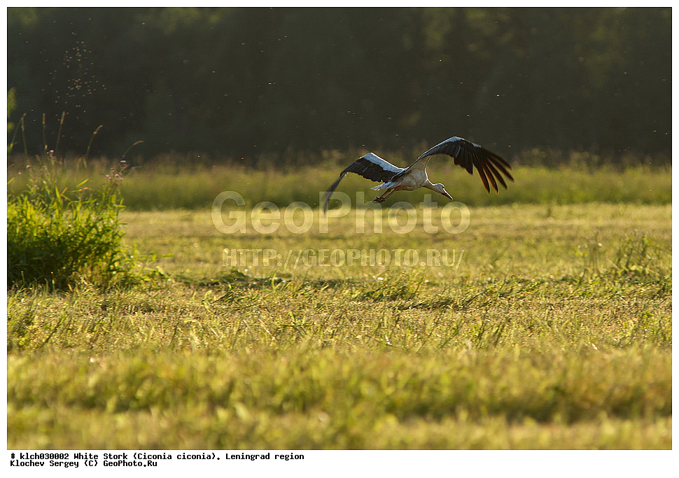 ����� ����,  ������������� �������, �����, ����� �����, ��������, ��������, �����, �����, ��������, �����������, XYZ, ��������, Ciconiidae, ����� ����, Ciconia ciconia