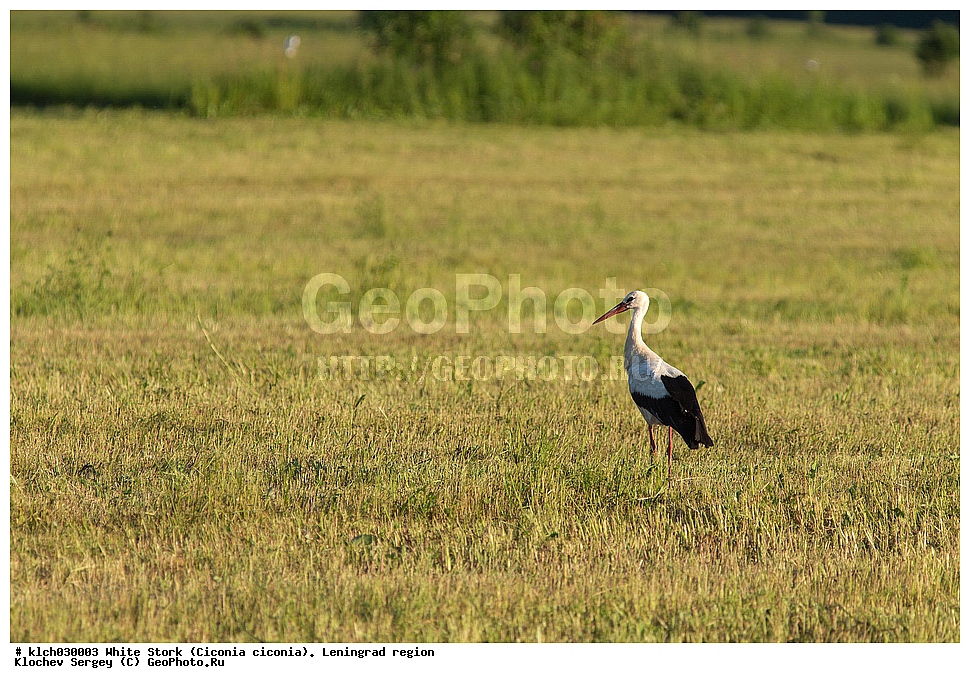 ����� ����,  ������������� �������, �����, ����� �����, ��������, ��������, �����, �����, ��������, �����������, XYZ, ��������, Ciconiidae, ����� ����, Ciconia ciconia