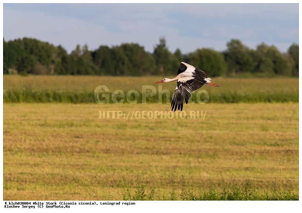 ����� ����,  ������������� �������, �����, ����� �����, ��������, ��������, �����, �����, ��������, �����������, XYZ, ��������, Ciconiidae, ����� ����, Ciconia ciconia