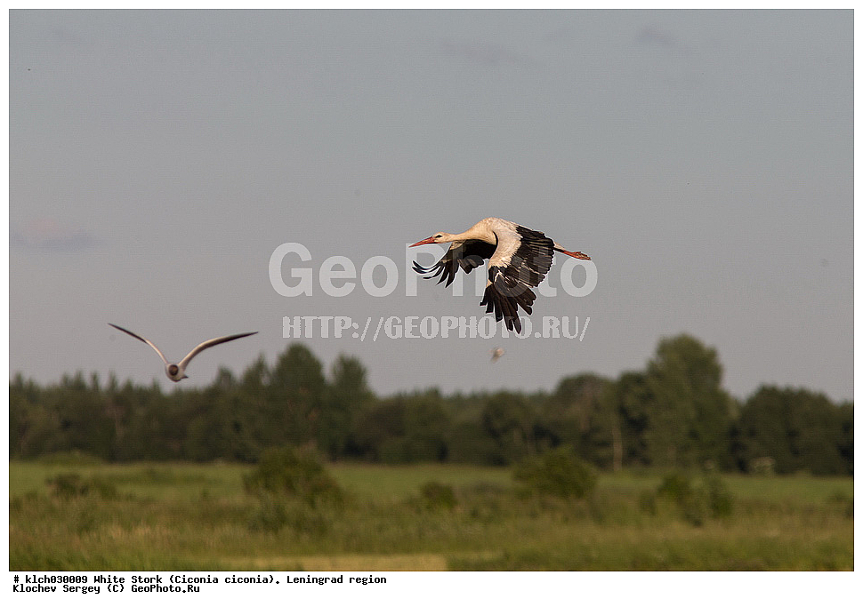 ����� ����,  ������������� �������, �����, ����� �����, ��������, ��������, �����, �����, ��������, �����������, XYZ, ��������, Ciconiidae, ����� ����, Ciconia ciconia