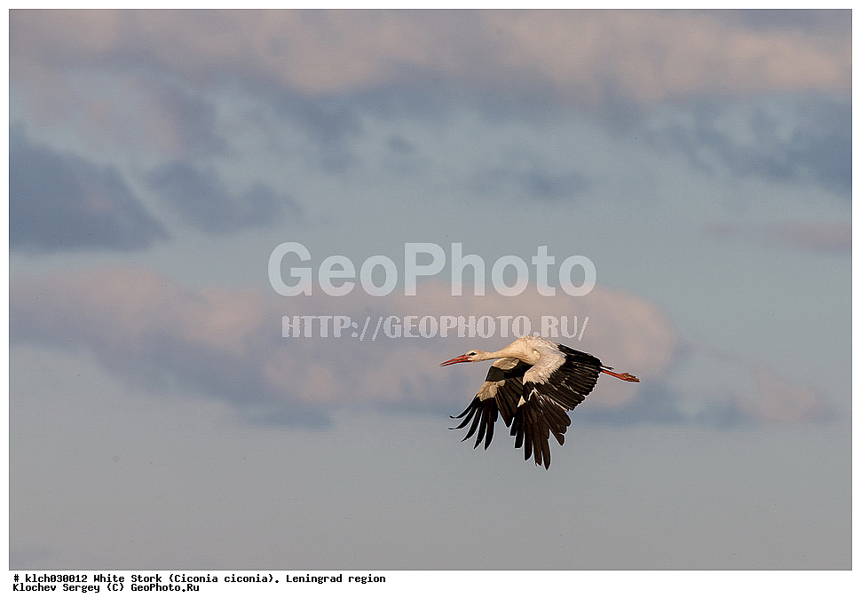 ����� ����,  ������������� �������, �����, ����� �����, ��������, ��������, �����, �����, ��������, �����������, XYZ, ��������, Ciconiidae, ����� ����, Ciconia ciconia