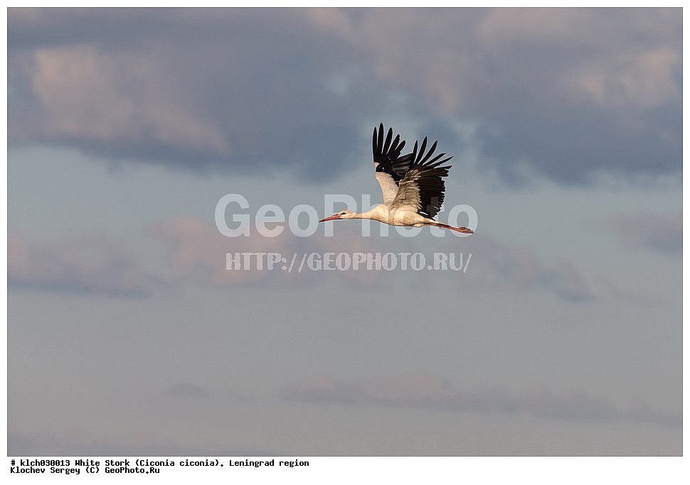 ����� ����,  ������������� �������, �����, ����� �����, ��������, ��������, �����, �����, ��������, �����������, XYZ, ��������, Ciconiidae, ����� ����, Ciconia ciconia