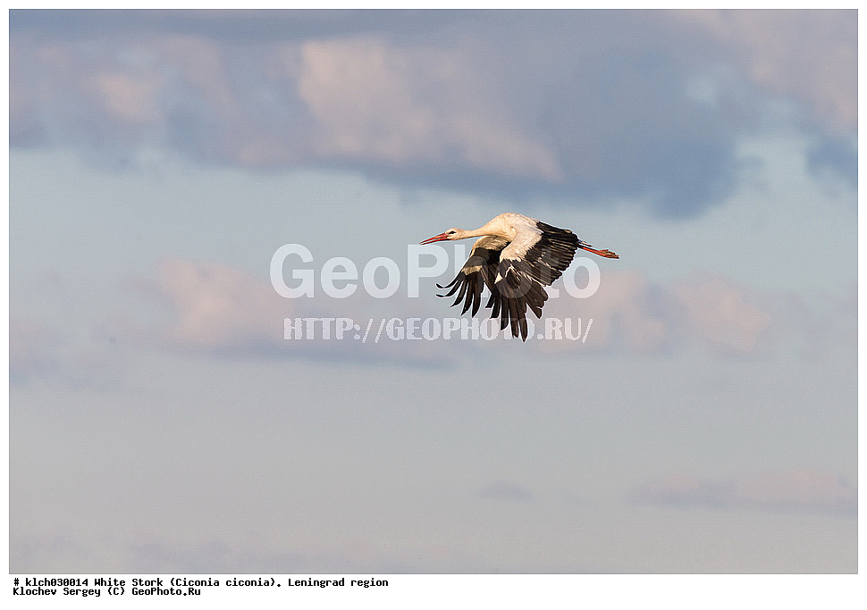 ����� ����,  ������������� �������, �����, ����� �����, ��������, ��������, �����, �����, ��������, �����������, XYZ, ��������, Ciconiidae, ����� ����, Ciconia ciconia