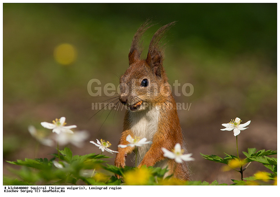 ����� , ����, �������� ������  �������� ����� � ���������, Sciurus vulgaris, ������������� �������, ��������, ��������, �������������, �������������, �����, �����, �������, XYZ, �������, Sciuridae, ������������ �����, �����