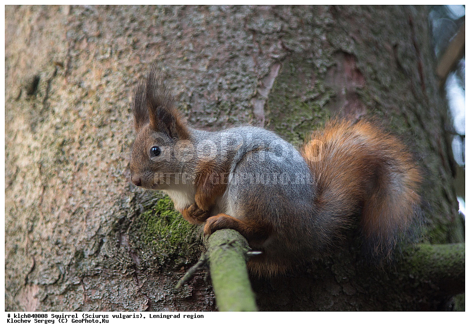 ����� , ����, �������� ������  �������� ����� � ���������, Sciurus vulgaris, ������������� �������, ��������, ��������, �������������, �������������, �����, �����, �������, XYZ, �������, Sciuridae, ������������ �����, �����