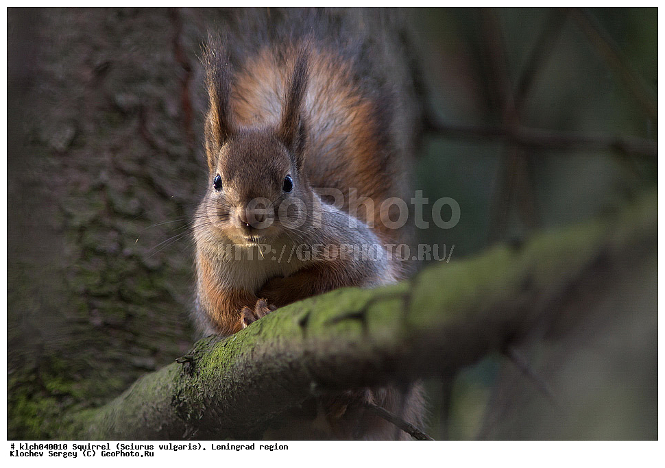 ����� , ����, �������� ������  �������� ����� � ���������, Sciurus vulgaris, ������������� �������, ��������, ��������, �������������, �������������, �����, �����, �������, XYZ, �������, Sciuridae, ������������ �����, �����