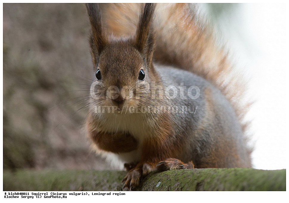 ����� , ����, �������� ������  �������� ����� � ���������, Sciurus vulgaris, ������������� �������, ��������, ��������, �������������, �������������, �����, �����, �������, XYZ, �������, Sciuridae, ������������ �����, �����