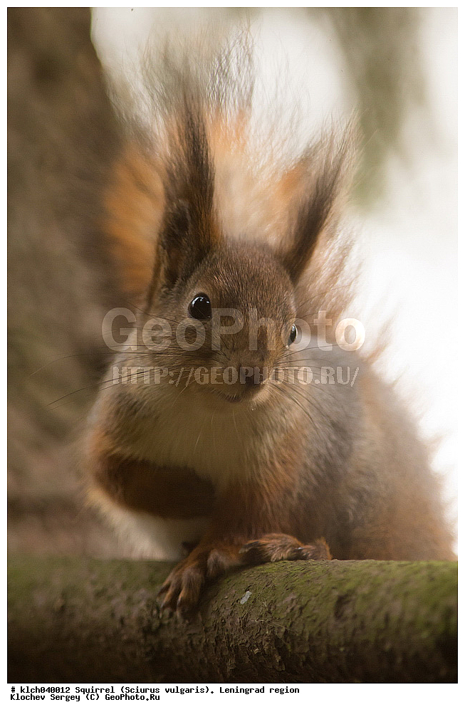 ����� , ����, �������� ������  �������� ����� � ���������, Sciurus vulgaris, ������������� �������, ��������, ��������, �������������, �������������, �����, �����, �������, XYZ, �������, Sciuridae, ������������ �����, �����
