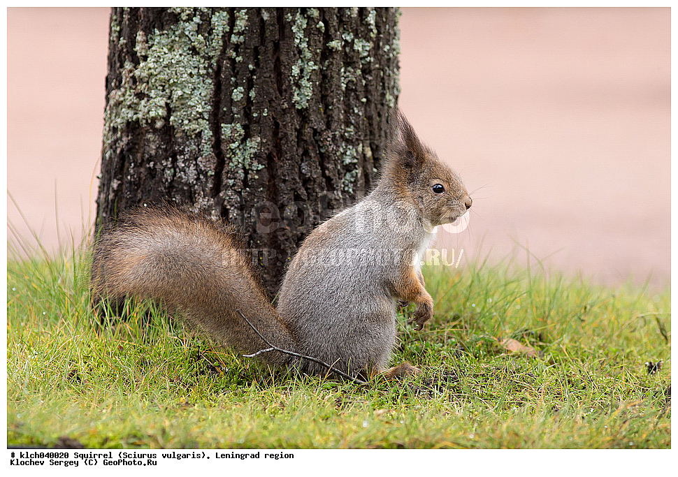 ����� , ����, �������� ������  �������� ����� � ���������, Sciurus vulgaris, ������������� �������, ��������, ��������, �������������, �������������, �����, �����, �������, XYZ, �������, Sciuridae, ������������ �����, �����