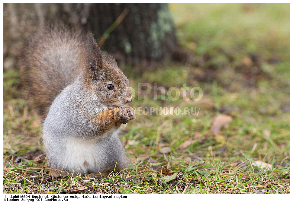 ����� , ����, �������� ������  �������� ����� � ���������, Sciurus vulgaris, ������������� �������, ��������, ��������, �������������, �������������, �����, �����, �������, XYZ, �������, Sciuridae, ������������ �����, �����