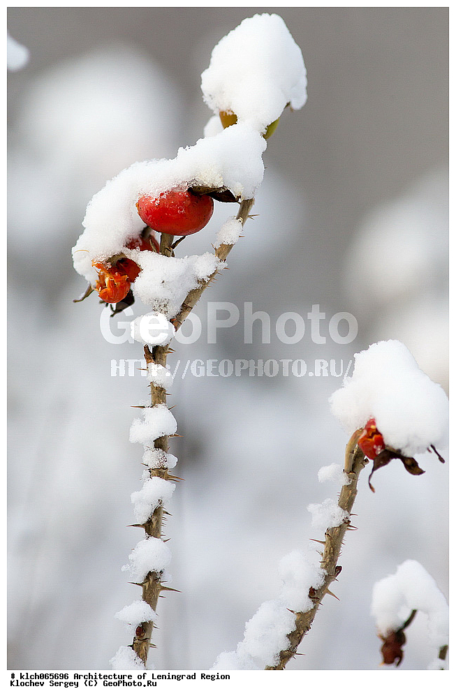 �����������, ������������� ���������, ������������� ��������, ������������� �������, ��������, ������ ����, ����, �����, �����, ��������, �������, �����, ������� � �����