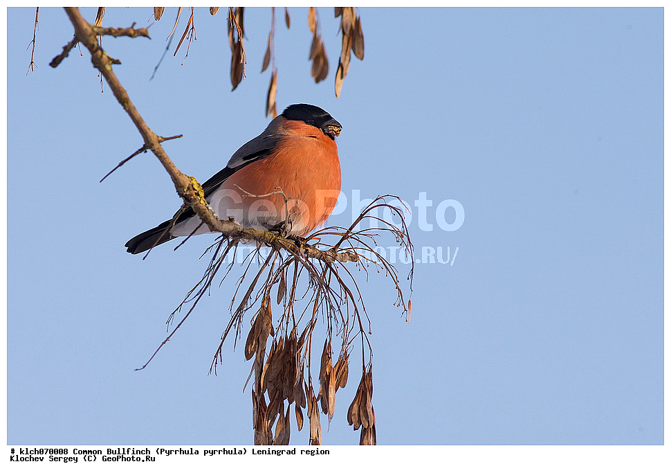 ��������, ��������, �����, �����, ��������, �����������, XYZ, ������������� �������, ���������, Fringillidae, �������, ������������ �������, Pyrrhula pyrrhula