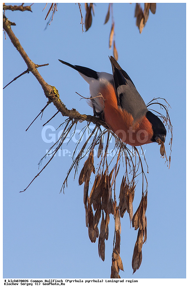 ��������, ��������, �����, �����, ��������, �����������, XYZ, ������������� �������, ���������, Fringillidae, �������, ������������ �������, Pyrrhula pyrrhula