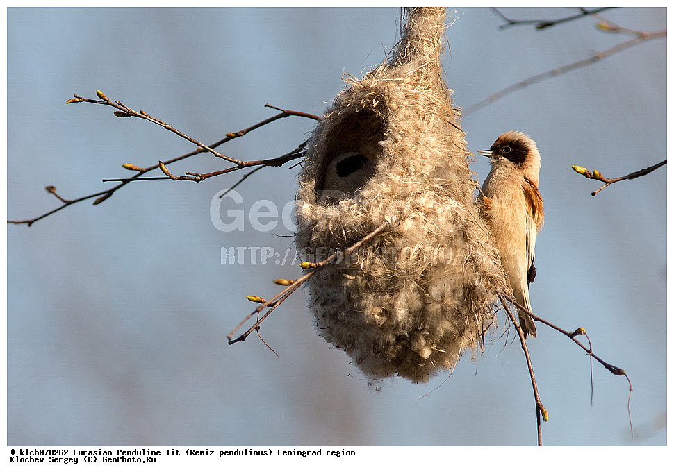 ��������, ��������, �����, �����, ��������, �����������, XYZ, ������������� �������, ���������, Remizidae, ������������ �����, Remiz pendulinus