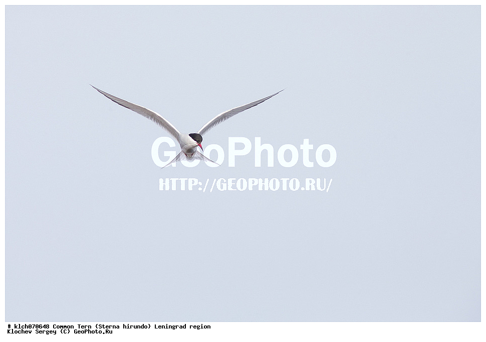 ��������, ��������, �����, �����, ��������, �����������, ������� �����, ������� �����, XYZ, ������������� �������, ���������, Sternidae, ������ ������, ������������ ������, Sterna hirundo