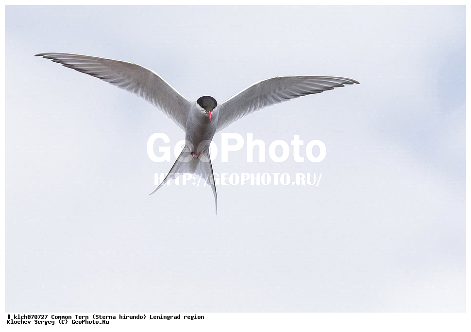 ��������, ��������, �����, �����, ��������, �����������, ������� �����, ������� �����, XYZ, ������������� �������, ���������, Sternidae, ������ ������, ������������ ������, Sterna hirundo