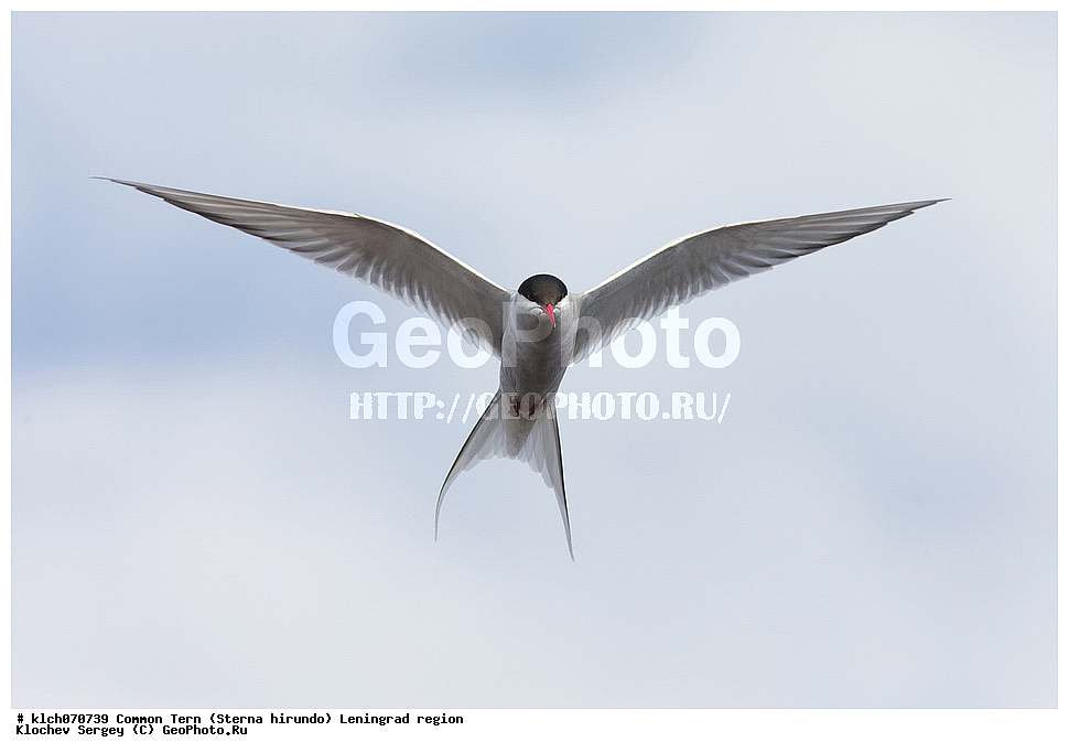 ��������, ��������, �����, �����, ��������, �����������, ������� �����, ������� �����, XYZ, ������������� �������, ���������, Sternidae, ������ ������, ������������ ������, Sterna hirundo