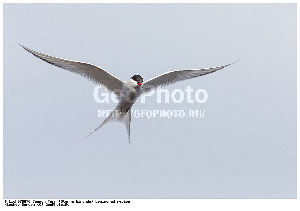 ��������, ��������, �����, �����, ��������, �����������, ������� �����, ������� �����, XYZ, ������������� �������, ���������, Sternidae, ������ ������, ������������ ������, Sterna hirundo