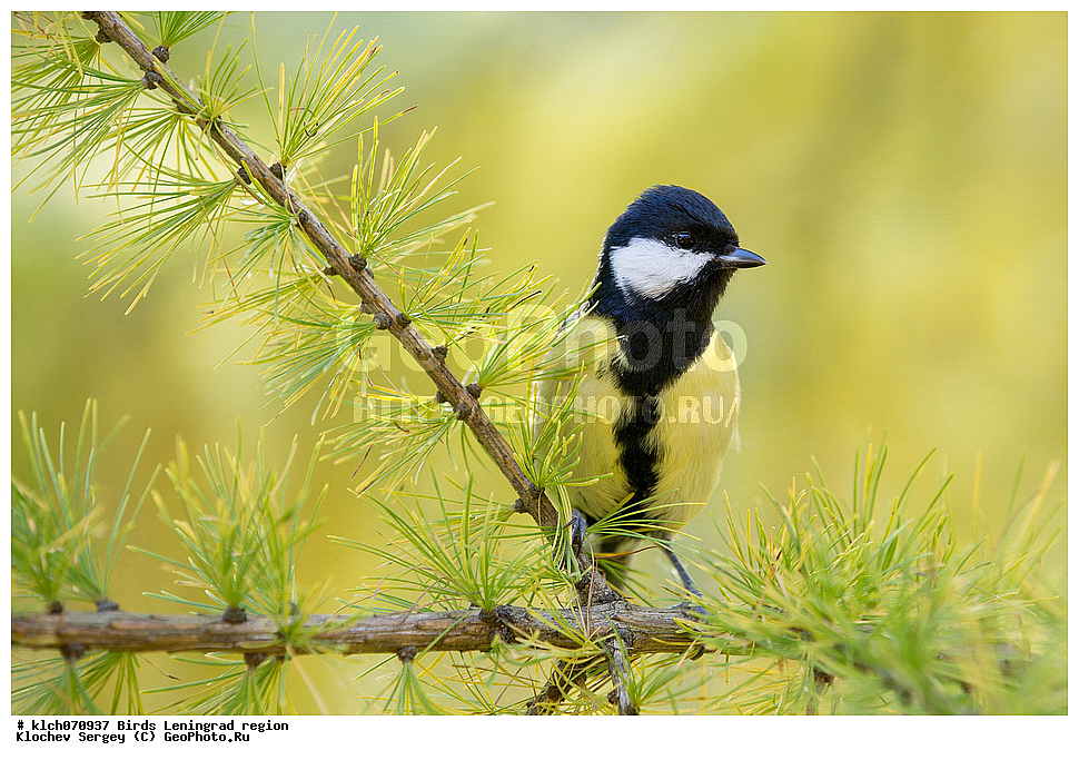 ��������, ��������, �����, �����, ��������, �����������, XYZ, ������������� �������, ���������, Paridae, ��������, ������� ������, �������, Parus major