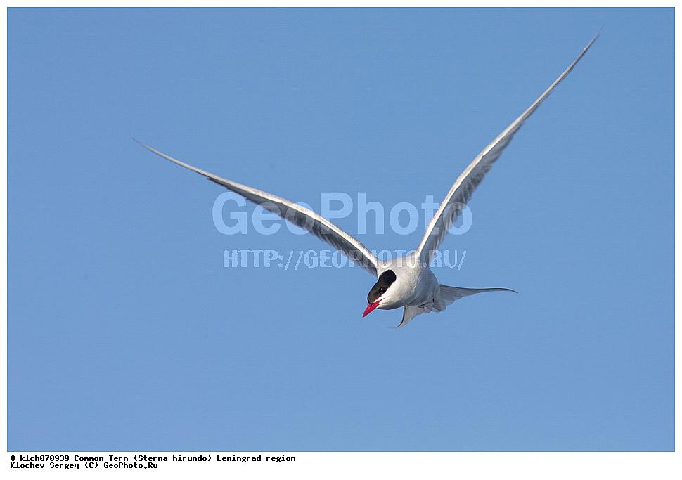 ��������, ��������, �����, �����, ��������, �����������, ������� �����, ������� �����, XYZ, ������������� �������, ���������, Sternidae, ������ ������, ������������ ������, Sterna hirundo