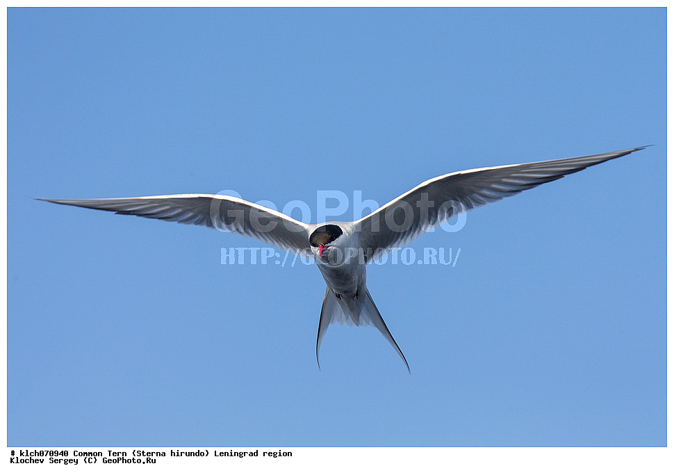 ��������, ��������, �����, �����, ��������, �����������, ������� �����, ������� �����, XYZ, ������������� �������, ���������, Sternidae, ������ ������, ������������ ������, Sterna hirundo