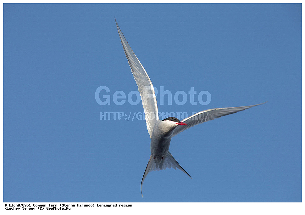 ��������, ��������, �����, �����, ��������, �����������, ������� �����, ������� �����, XYZ, ������������� �������, ���������, Sternidae, ������ ������, ������������ ������, Sterna hirundo